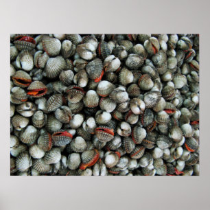 Blood Cockle Shells Poster