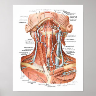 Blood Vessels of the Neck Poster