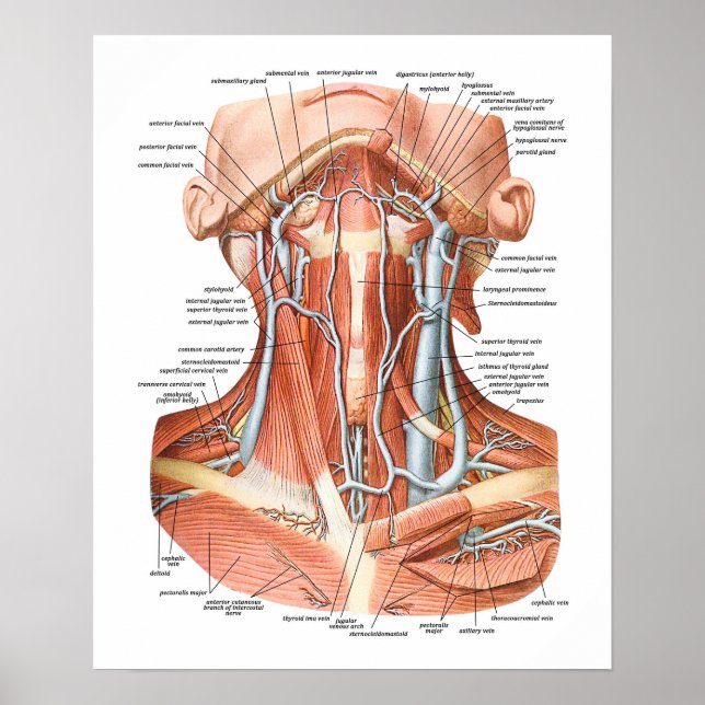 Blood Vessels of the Neck Poster (Framsidan)