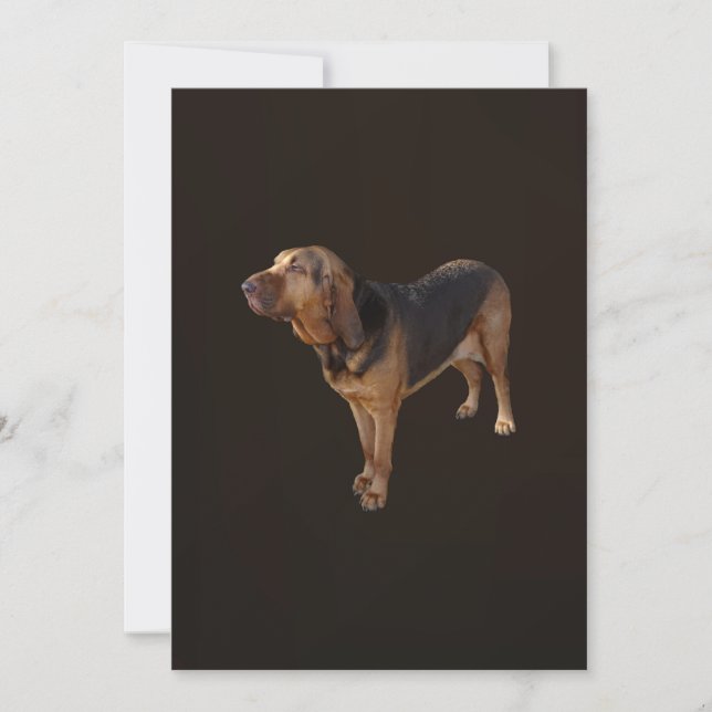 Bloodhound (Framsida)