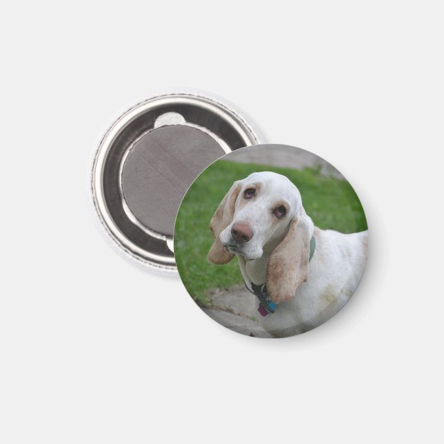 Bloodhound Ansikte Magnet (Front/Back)