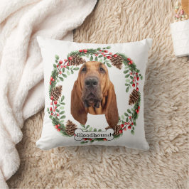 Bloodhound-hund Kudde