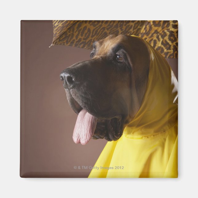 Bloodhound hund. magnet (Framsidan)