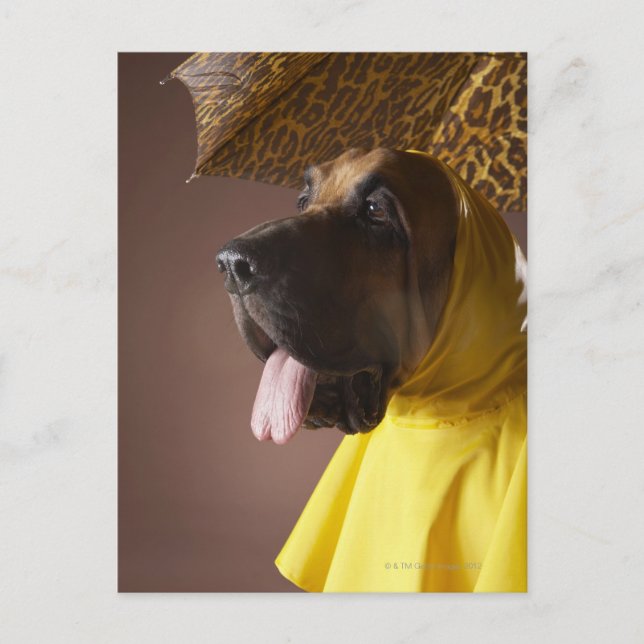 Bloodhound hund. vykort (Framsida)