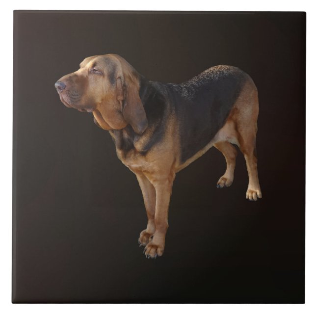 Bloodhound Kakelplatta (Framsidan)
