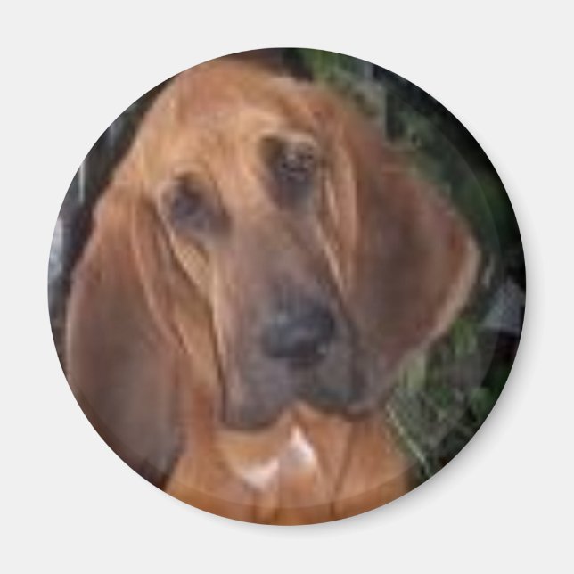 bloodhound magnet (Framsidan)