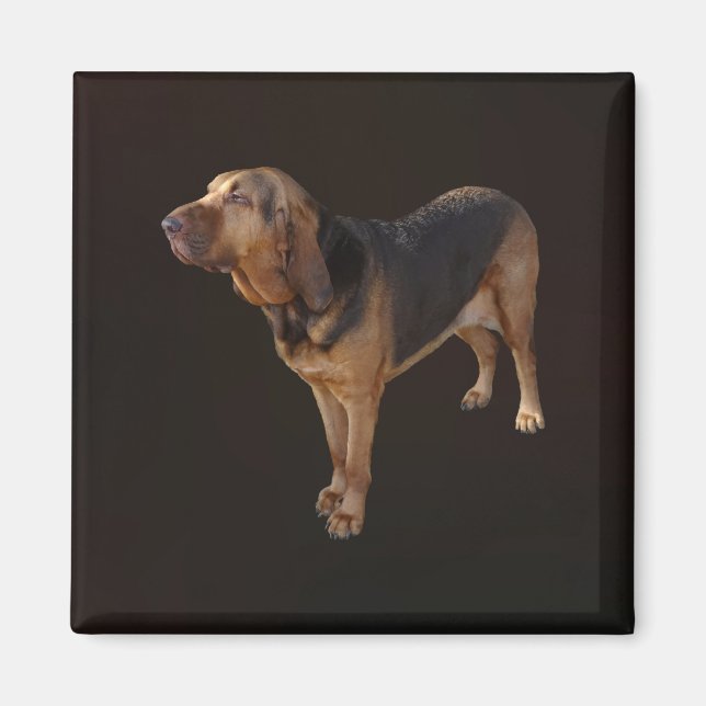 Bloodhound Magnet (Framsidan)