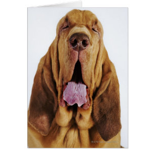 Bloodhound (St. Hubert Hound) med stängt öga, Hälsningskort