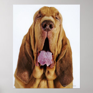 Bloodhound (St. Hubert Hound) med stängt öga, Poster