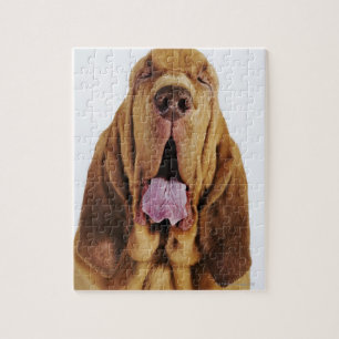 Bloodhound (St. Hubert Hound) med stängt öga, Pussel