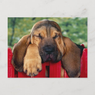 BloodHound Vykort