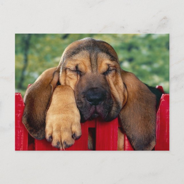 BloodHound Vykort (Framsida)