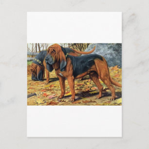 Bloodhound Vykort