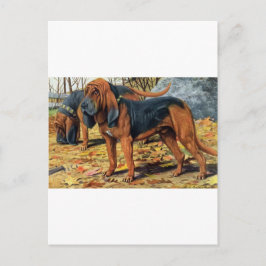 Bloodhound Vykort