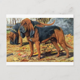 Bloodhound Vykort