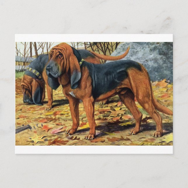 Bloodhound Vykort (Framsida)