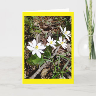 Bloodroot Blank Notecard Kort