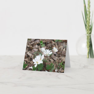 Bloodroot Bouquet Kort