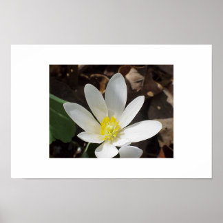 Bloodroot Poster