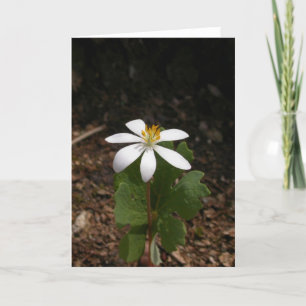 Bloodrootblomma Kort
