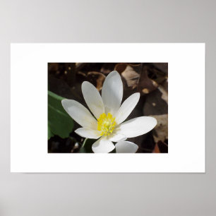 Bloodrootblomma Poster