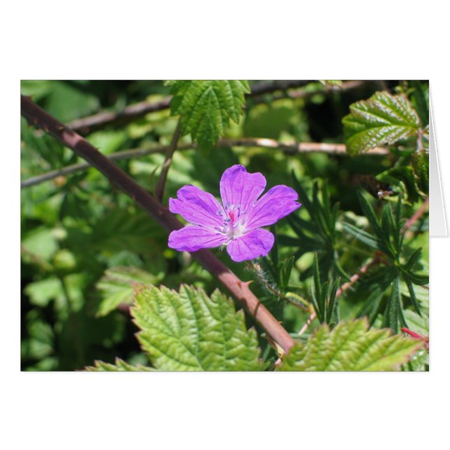 Bloody Cranesbill, Aran Islands, Irland OBS Kort (Framsidan Horizontal)