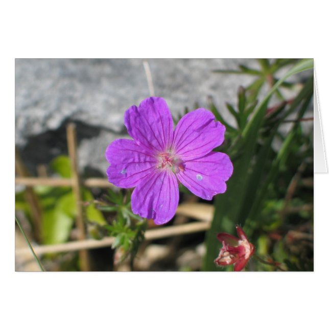 Bloody Cranesbill Blommblomma OBS Kort (Framsidan Horizontal)