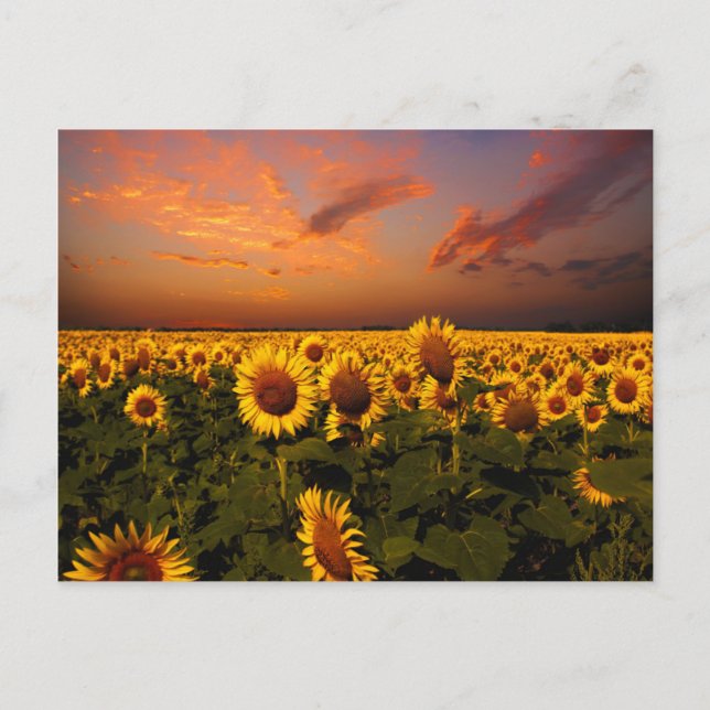 Bloody Himlar Vykort (Framsida)