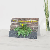 Bloom där du är planerad Dandelion Photo