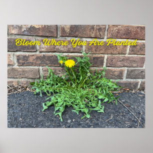 Bloom där du är planerad Dandelion Poster