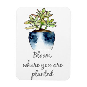 Bloom där du är planerad för Succulent Magnet