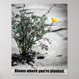 Bloom där du är planerad Motivering-Poster Poster