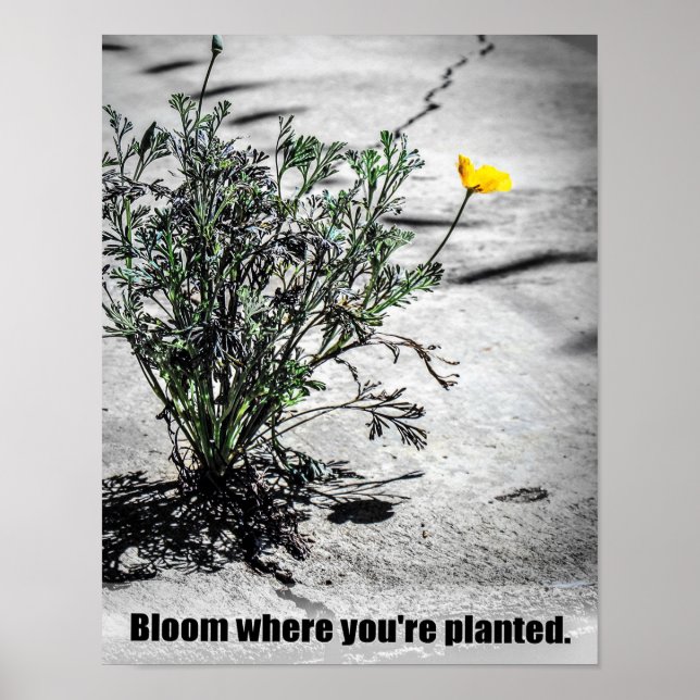 Bloom där du är planerad Motivering-Poster Poster (Framsidan)