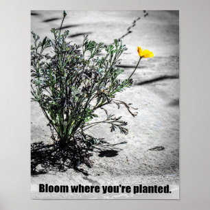 Bloom där du är planerad poster