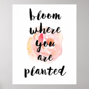 Bloom där du är planerad vattenfärg Ro Poster