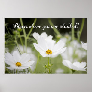 Bloom där du är planerad, vit Blommigt Foto Poster