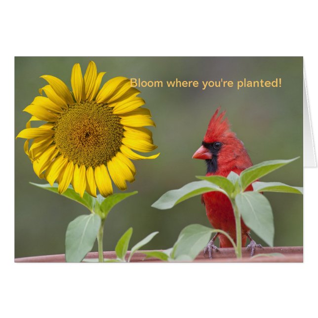 Bloom där du är planterad! OBS kort (Framsidan Horizontal)