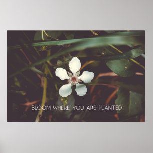 Bloom där du är planterad poster