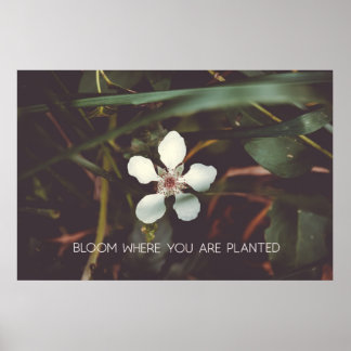 Bloom där du är planterad poster