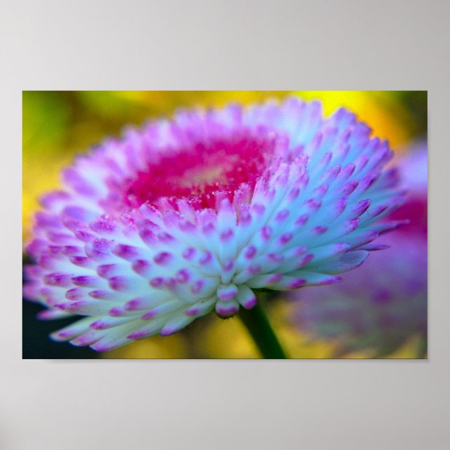 Bloom Flower Poster (Framsidan)