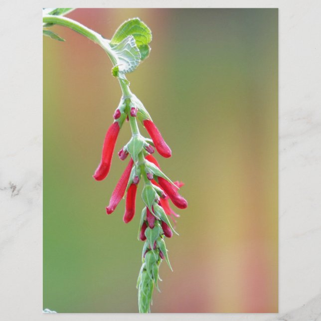 Bloom för ananas (Framsida)