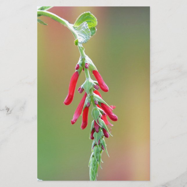 Bloom för ananas brevpapper (Framsida)