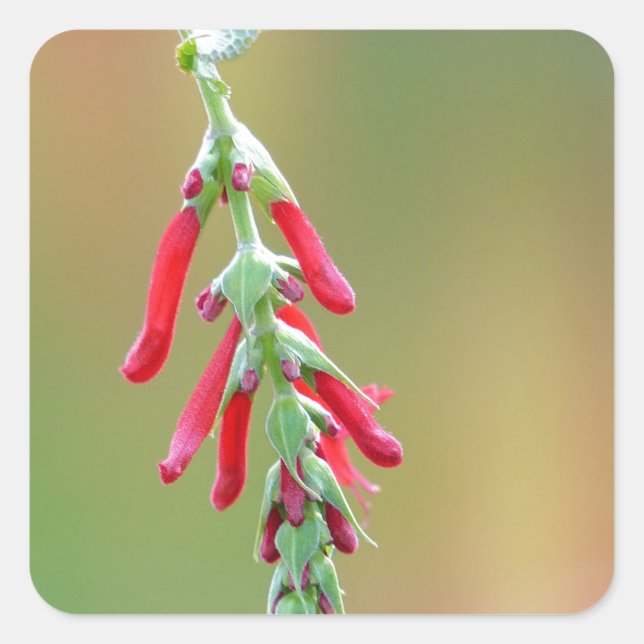 Bloom för ananas fyrkantigt klistermärke (Framsida)