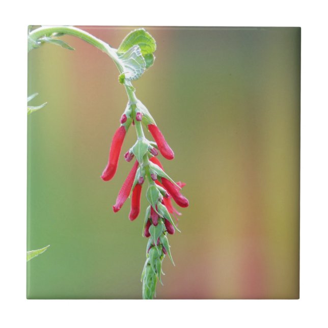 Bloom för ananas kakelplatta (Framsidan)