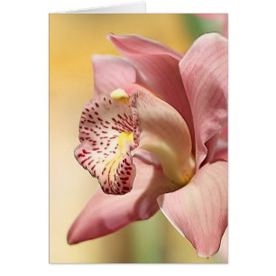 Bloom för enstaka Rosa av orchid Hälsningskort