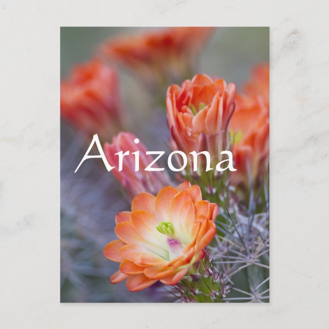 Bloom i Orange, Arizona Vykort (Framsida)