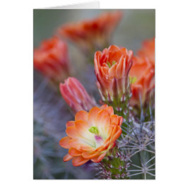 Bloom i Orange Hälsningskort