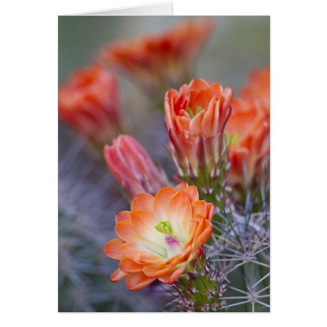 Bloom i Orange Hälsningskort (Framsidan)