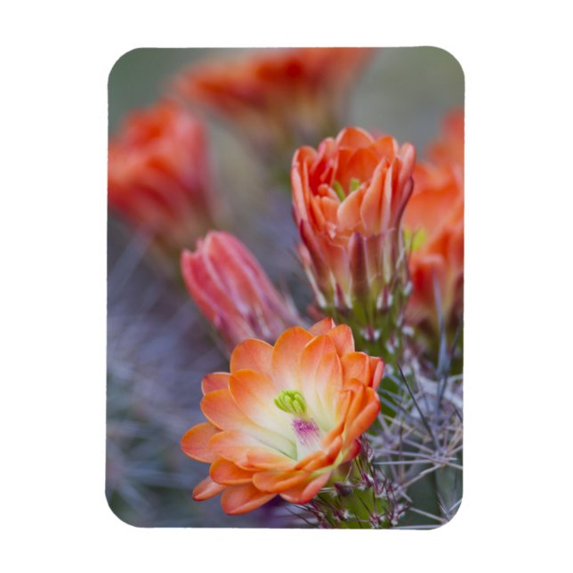 Bloom i Orange Magnet (Vertikal)