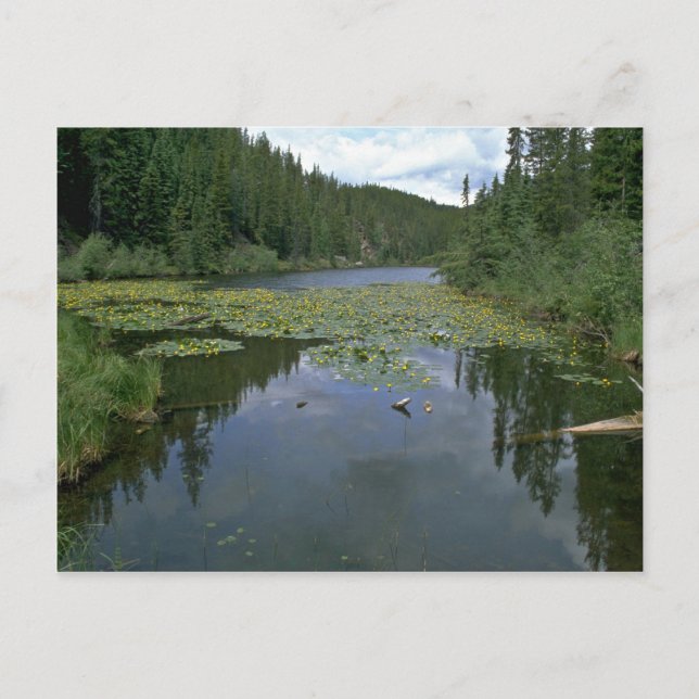 Bloom i Vatten Vykort (Framsida)